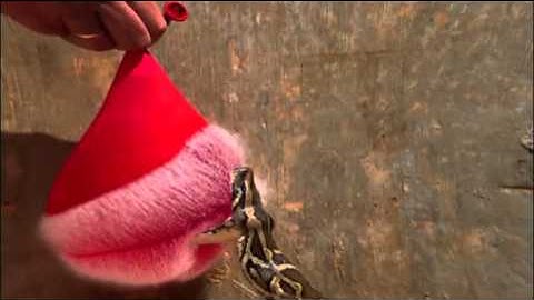 Burmese Python Strikes Water Balloon (Slow-Motion) | Nature on PBS