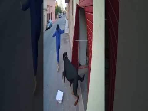 جات تعطي الحلوة لحسان الكلبة خرجات كلتها هيا كاميرات المراقبة كلاب  المغرب