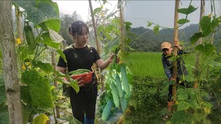 Harvesting Cucumbers to Sell -construction - mother and son -Ngọc Bich