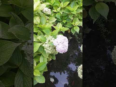 مطعم شلالات ارز الباروك حيدر زنكنة شركة الروان للسفر والسياحة لبنان الشوف