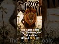 The "Squad Goals" Tag: "The Mane, the Tall, and the Striped. 🦁🦒🦓"