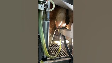 Robotic cow milking system