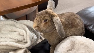 The Secret Reason My Rabbit Comes to Me (It’s Not Just Food) 🐰💕 Wealth