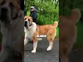 These 7 Dogs Don T Fear The Wild Born For The Hunt WildDogs FearlessDogs TopDogs Kangal Shorts These 7 Dogs Don T Fear The Wild Born For The Hunt WildDogs FearlessDogs TopDogs Kangal Shorts