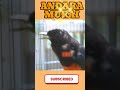 Murai Batu Sounds for Office Work #Shorts #BirdSounds #RelaxingNature #StudyMusic #Focus