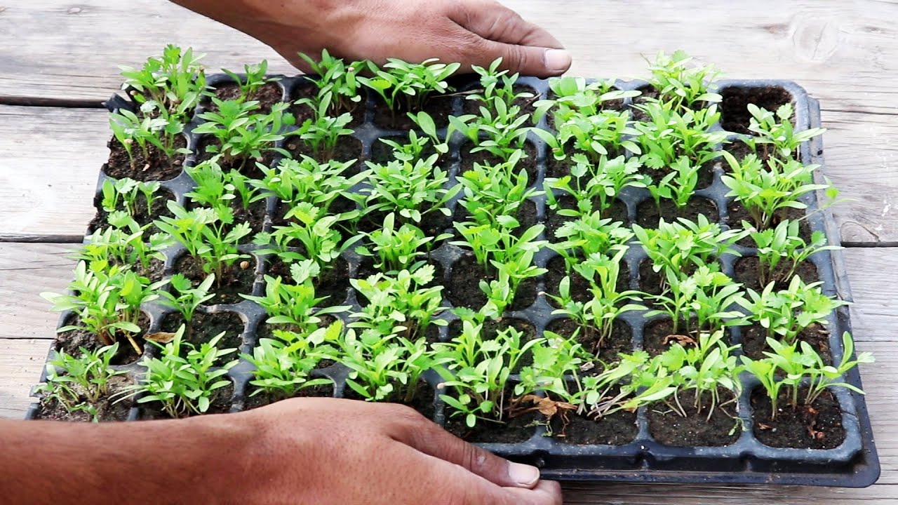 How to Grow Coriander Seeds to Plants //without voice 