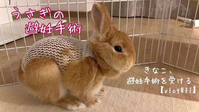 うさぎの皮膚のできもの しこり は何の腫瘍 大阪のうさぎ病院 Youtube