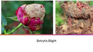 Caring for Roses in South Dakota: Rose Diseases and How to Manage Them