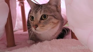 猫用 夢こたつをかった Cat only  I bought a kotatsu 【瀬戸の三毛猫日記】