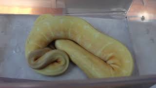 Famous Snake room Collection August 2017 Profile