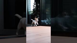 HEBEL HAUS|ペットが幸せ、というしあわせ。
