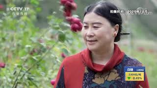 《中国三农报道》 20201209|CCTV农业