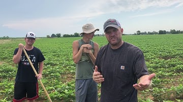 Going Organic: Walking Soybeans