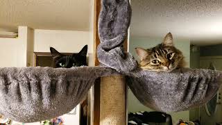 Set up floor to ceiling cat tree