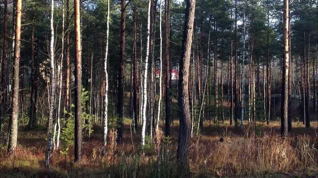 Две поляны