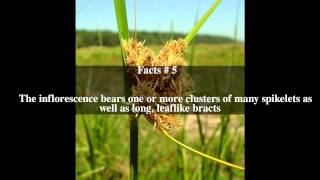 Bolboschoenus robustus Top # 8 Facts screenshot 5