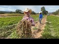 El Pinto cosechando cacahuate