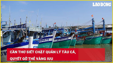 Cần Thơ siết chặt quản lý tàu cá, quyết gỡ thẻ vàng IUU| Báo Lao Động