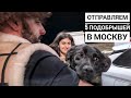 Отправляем 4 бездомных собак на ПМЖ в Германию😍 и Одну в Москву. Сбитая Дина начинает активничать😱