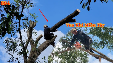 Làm sao Vua Khỉ Miền Tây cưa những phần nhánh cây Xà Cừ nghiêng hết vào mái nhà ? Cutting nacre tree