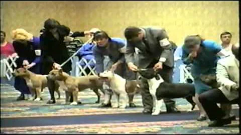 CH CanAm's Billy the Kid winning Open Dog class at...