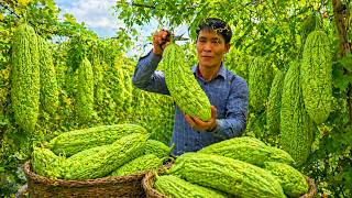 Bitter Melon Harvest for Market &amp; DIY Organic Animal Feed | Solo Survival Life