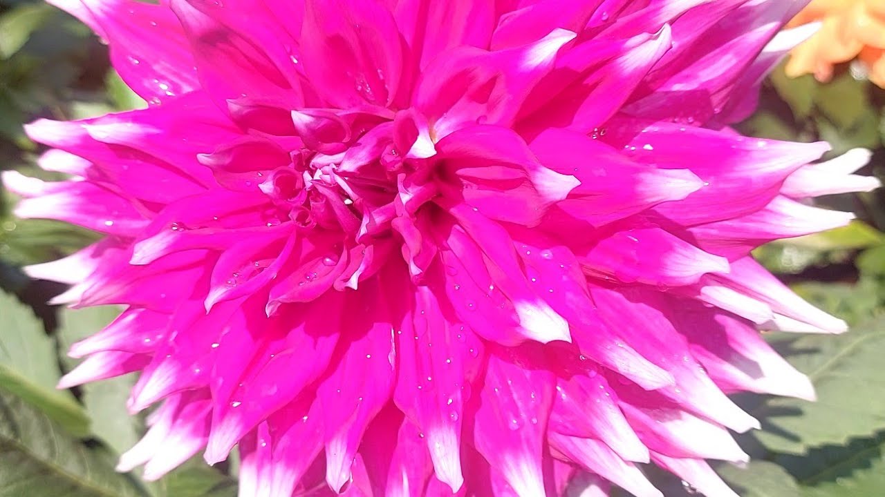 Season king decorative Daliha of SP group