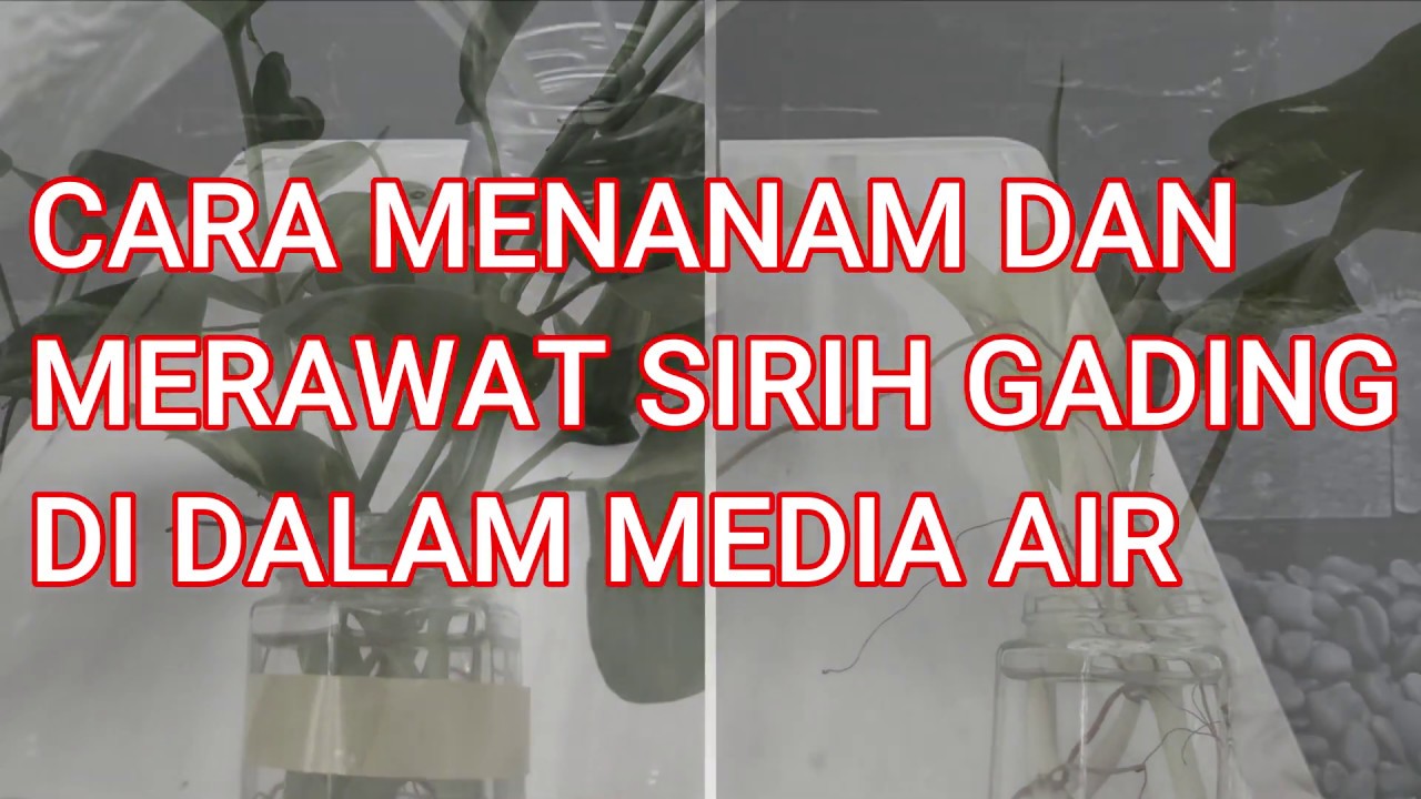  CARA  MENANAM  DAN MERAWAT SIRIH GADING DI DALAM MEDIA  AIR  