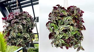 Recycle plastic bottles into beautiful hanging pots and how to propagate Tradescantia zebrina