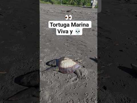 Video tortugas Marinas encontré una viva y la otra ya no a la orilla de la playa