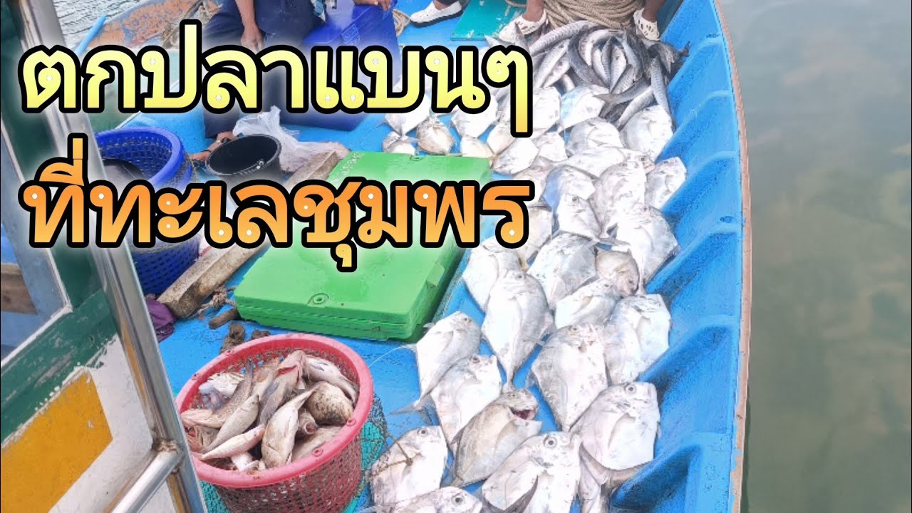 ตกปลาโฉมงาม ตกปลาทะเลชุมพร