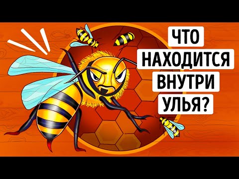 Раскрытый улей Царство природы  Чудеса животных!