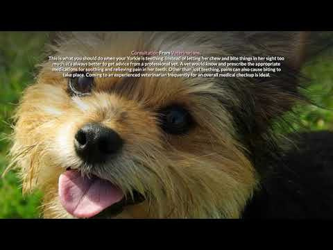 Video: How To Stop A Yorkie From Biting