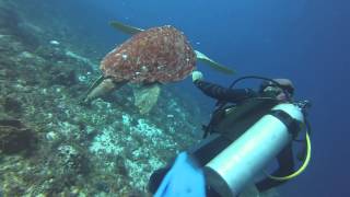 Loggerhead Sea Turtle - Cozumel 6.28.2014