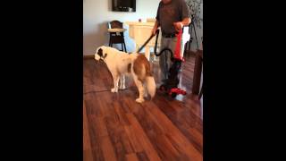 Penelope Loves The Vacuum