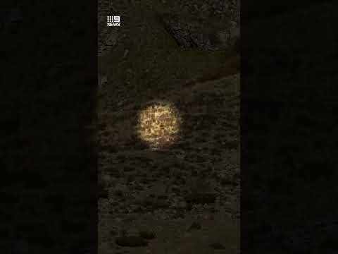 'Bigfoot sighting' in Colorado