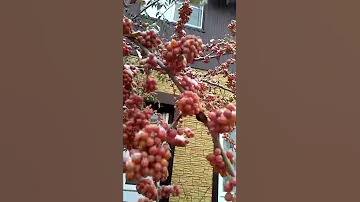 Красная облепиха (семейство лоховые)