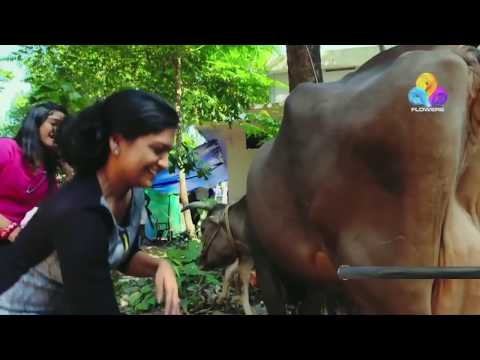 Cow's milk for the first time by a girl