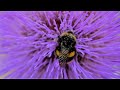 Best plants for bees and pollinating insects in all seasons Best plants for bees and pollinating insects in all seasons
