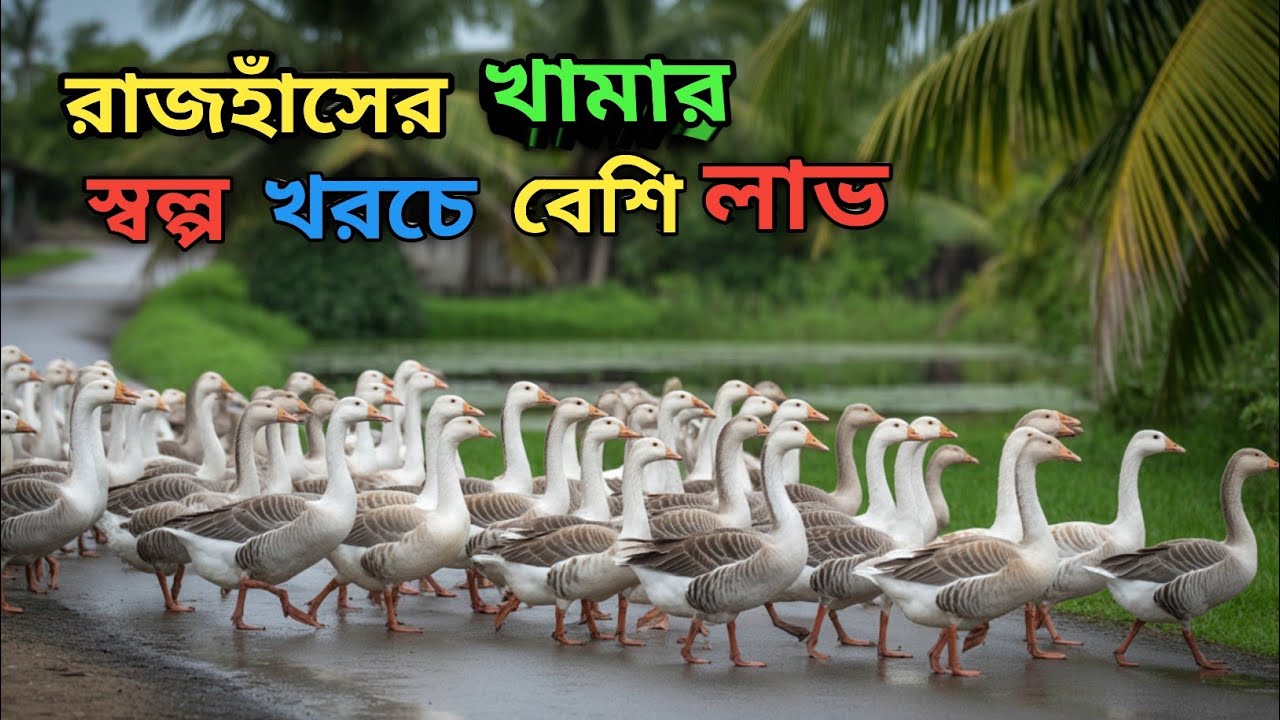 রাজহাঁস পালন পদ্ধতি: শুরু থেকে সফলতার পথ|রাজহাঁস পালন পদ্ধতির সম্পূর্ণ গাইড এবং টিপস| সঠিক পদ্ধতি🇧🇩