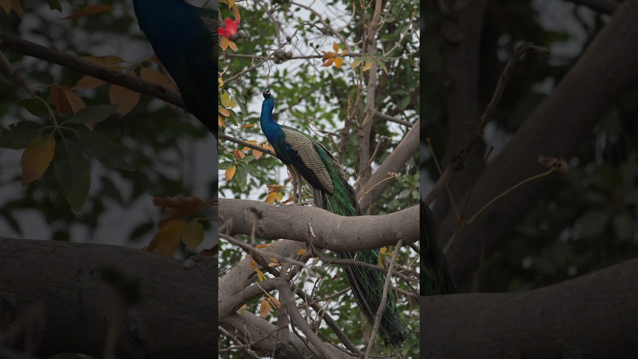 Indian Peafowl – The Dazzling Jewel of Indian Wildlife