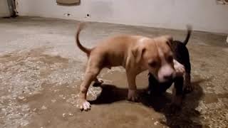 Litter Of Pups With Dad. Gerage.staffordshire Terrier.staffy Puppies With Dad First Time.altogather