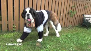 A St. Bernard Dog Wearing a Hockey Jersey