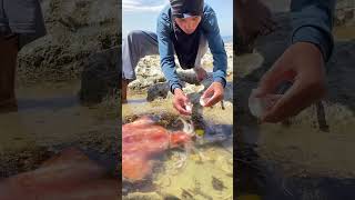 OMG 😳 Twin Sea Creatures Found! 🦑🐟 Unbelievable Ocean Discovery 😱 #Viral #Fishing