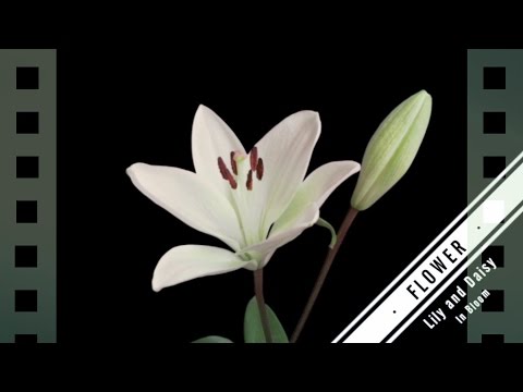 逆再生のおもしろさ【Filmora動画編集プロ】