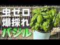 【もうバジルは買わない】100均ネットで虫知らず!850g採れる水耕栽培