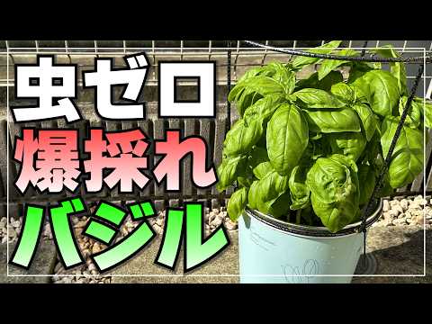 水耕栽培でバジルを無限に育てる方法！たった3つのコツで初心者でも簡単に収穫できる