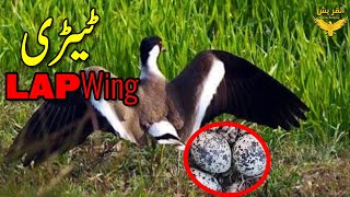 Untold Facts About Teetri Bird in Urdu/Hindi || Amazing Facts About Lapwing | 2023 |