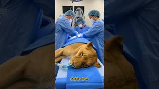 He Almost Drove Past The Lioness