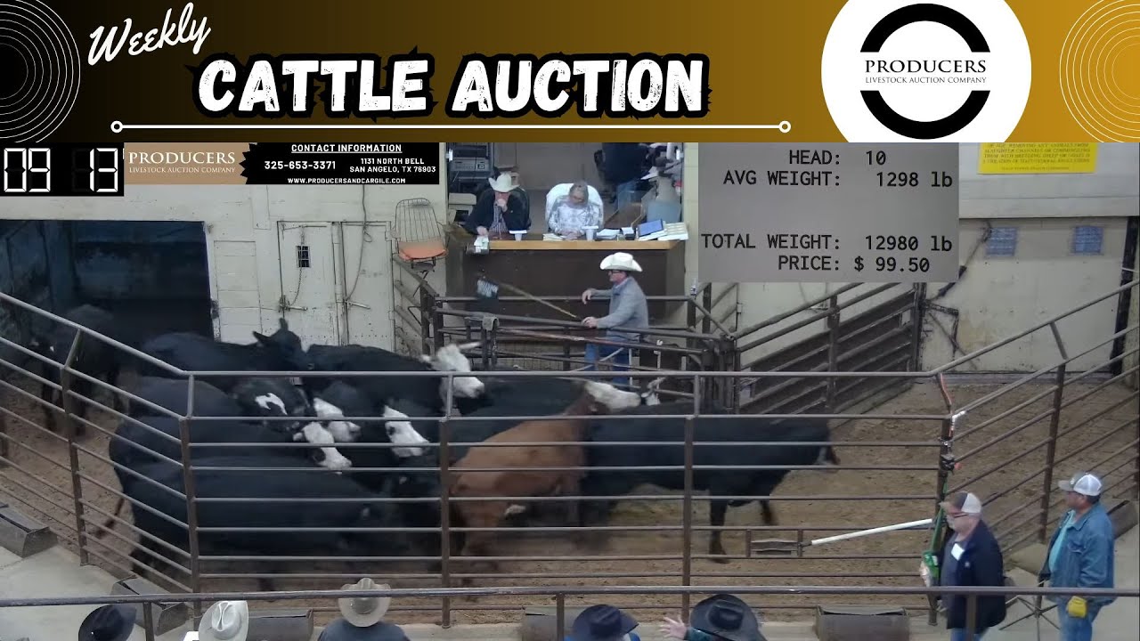 11/9/2023 Producers Livestock Auction Company Cattle Auction YouTube